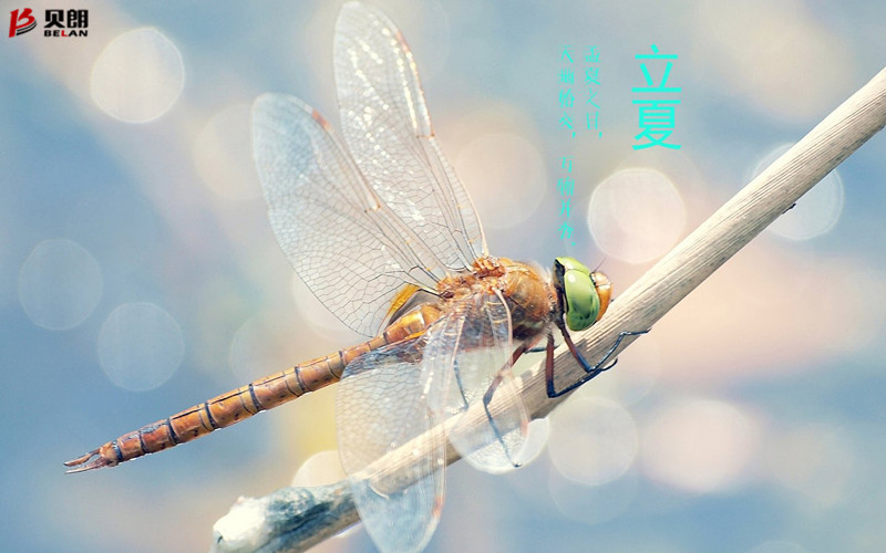 立夏啦！立夏啦！