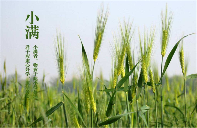 什么是二十四節(jié)氣“小滿”它的習(xí)俗又是什么？