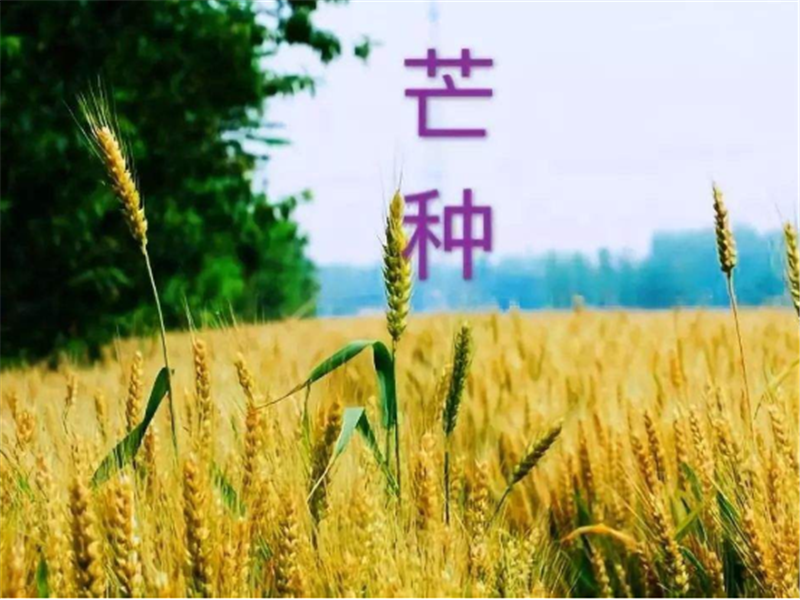 什么是二十四節(jié)氣——芒種？
